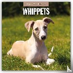 Red Robin - Whippets 2026 Square Wall Calendar