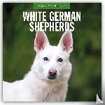 Red Robin - White German Shepherds 2026 Square Wall Calendar