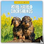 Red Robin - Wire-haired Dachshunds 2026 Square Wall Calendar
