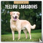 Red Robin - Yellow Labrador 2026 Square Wall Calendar