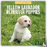 Red Robin - Yellow Labrador Retriever Puppies 2026 Square Wall Calendar