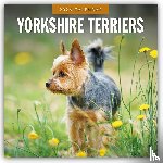 Red Robin - Yorkshire Terriers 2026 Square Wall Calendar