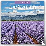 Red Robin - Lavender 2026 Square Wall Calendar
