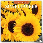 Red Robin - Sunflowers 2026 Square Wall Calendar