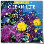 Red Robin - Ocean Life 2026 Square Wall Calendar