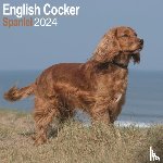 Avonside Publishing Ltd - English Cocker Spaniel Calendar 2024 Square Dog Breed Wall Calendar - 16 Month
