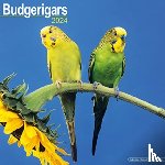 Avonside Publishing Ltd - Budgerigar Calendar 2024 Square Bird Wall Calendar - 16 Month