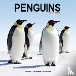 Avonside Publishing Ltd - Penguins Calendar 2024 Square Animal Wall Calendar - 16 Month