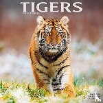 Avonside Publishing Ltd - Tigers Calendar 2024 Square Wildlife Safari Big Cats Wall Calendar - 16 Month
