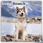 Avonside Publishing Ltd - Alaskan Malamute Square Wall Calendar 2025