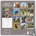Avonside Publishing Ltd - American Pit Bull terrier Calendar 2025 Square Dog Breed Wall Calendar - 16 Month
