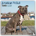 Avonside Publishing Ltd - American Pit Bull terrier Calendar 2025 Square Dog Breed Wall Calendar - 16 Month