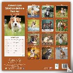 Avonside Publishing - American Staffordshire Terrier Calendar 2025 Square Dog Breed Wall Calendar - 16 Month