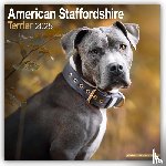 Avonside Publishing - American Staffordshire Terrier Calendar 2025 Square Dog Breed Wall Calendar - 16 Month