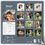 Avonside Publishing Ltd - Beagle Square Wall Calendar 2025