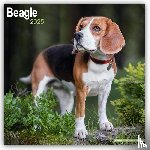 Avonside Publishing Ltd - Beagle Square Wall Calendar 2025