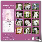 Avonside Publishing Ltd - Bichon Frise Square Wall Calendar 2025