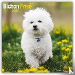 Avonside Publishing Ltd - Bichon Frise Square Wall Calendar 2025