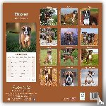 Avonside Publishing Ltd - Boxer Square Wall Calendar 2025