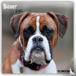 Avonside Publishing Ltd - Boxer Square Wall Calendar 2025
