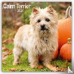 Avonside Publishing Ltd - Cairn Terrier Square Wall Calendar 2025