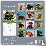 Avonside Publishing Ltd - Dachshund Square Wall Calendar 2025