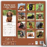 Avonside Publishing Ltd - Dachshund Longhaired Square Wall Calendar 2025