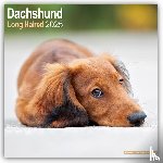 Avonside Publishing Ltd - Dachshund Longhaired Square Wall Calendar 2025