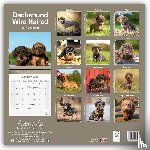 Avonside Publishing Ltd - Dachshunds Wirehaired Square Wall Calendar 2025