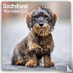 Avonside Publishing Ltd - Dachshunds Wirehaired Square Wall Calendar 2025