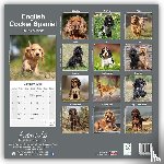 Avonside Publishing Ltd - English Cocker Spaniel Square Wall Calendar 2025