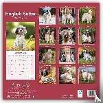 Avonside Publishing Ltd - English Setter Calendar 2025 Square Dog Breed Wall Calendar - 16 Month