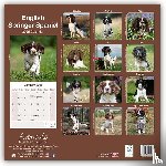 Avonside Publishing Ltd - English Springer Spaniel Square Wall Calendar 2025