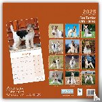 Avonside Publishing Ltd - Fox Terrier Wirehaired Square Wall Calendar 2025