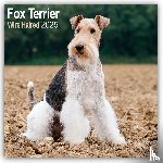 Avonside Publishing Ltd - Fox Terrier Wirehaired Square Wall Calendar 2025