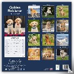 Avonside Publishing Ltd - Golden Retriever Square Wall Calendar 2025