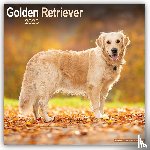 Avonside Publishing Ltd - Golden Retriever Square Wall Calendar 2025