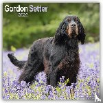Avonside Publishing Ltd - Gordon Setter Calendar 2025 Square Dog Breed Wall Calendar - 16 Month