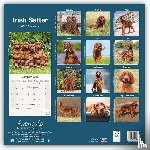 Avonside Publishing Ltd - Irish Setter Square Wall Calendar 2025