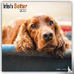 Avonside Publishing Ltd - Irish Setter Square Wall Calendar 2025