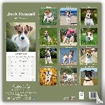 Avonside Publishing Ltd - Jack Russell Square Wall Calendar 2025