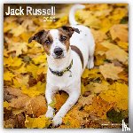 Avonside Publishing Ltd - Jack Russell Square Wall Calendar 2025
