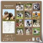Avonside Publishing Ltd - Keeshond Calendar 2025 Square Dog Breed Wall Calendar - 16 Month