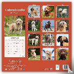 Avonside Publishing Ltd - Labradoodle Square Wall Calendar 2025