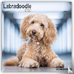 Avonside Publishing Ltd - Labradoodle Square Wall Calendar 2025