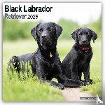 Avonside Publishing Ltd - Labrador Retriever Black Square Wall Calendar 2025