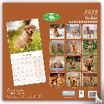 Avonside Publishing Ltd - Fox Red Labrador Retriever Calendar 2025 Square Dog Breed Wall Calendar - 16 Month