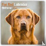 Avonside Publishing Ltd - Fox Red Labrador Retriever Calendar 2025 Square Dog Breed Wall Calendar - 16 Month