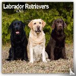 Avonside Publishing Ltd - Labrador Retrievers Square Wall Calendar 2025