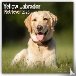 Avonside Publishing Ltd - Labrador Retriever Yellow Square Wall Calendar 2025